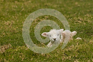 Two newborn lambs resting on grass