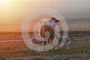 Two newborn lambs and sheep on field in warm sunset light