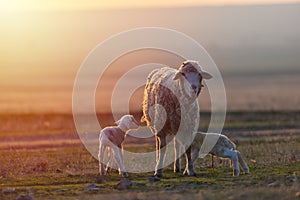 Two newborn lambs and sheep on field in warm sunset light