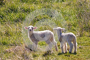 Two newborn lambs standing on grassy pasture with copy space above