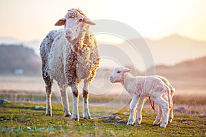 Two newborn lambs with still the umbilical cord near mother sheep