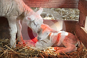 Two newborn lambs on straw under red light of heat lamp