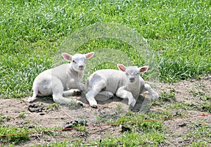 Two newborn little lambs in Flevoland, Noordoostpolder, Netherlands