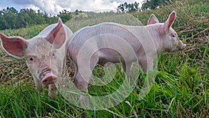 Two newborn piglets in the meadow. Organic piggies on the organic rural  farm. Squeakers in the pasture photo