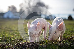 Two newborn piglets walking on grass