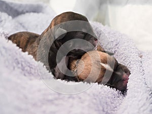 Two newborn puppies lie together in a white blanket