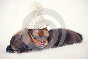 Two newborn puppies sleeping on white blanket. Cute Pomeranian, spitz puppy