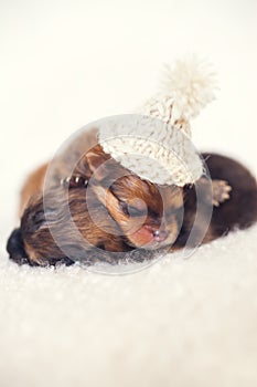 Two newborn puppies sleeping on white blanket. Cute Pomeranian, spitz puppy