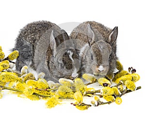 Two newborn rabbits