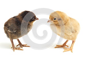 Two newborn yellow brown Chick Ayam Kampung is the chicken breed reported from Indonesia. `free-range chicken`