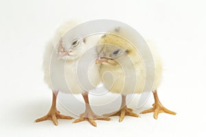 Two newborn yellow white Chick Ayam Kampung is the chicken breed reported from Indonesia. `free-range chicken`