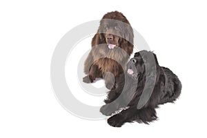Two Newfoundland terriers