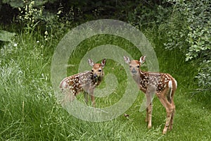 Two newly born white-tailed deer fawns hiding in tall grass