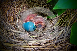 Two newly hatched American Robin chicks with unhatched egg photo