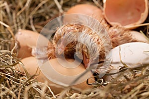 Two newly hatched chickens drying and resting in the hay nest