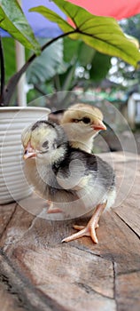 two newly hatched chicks
