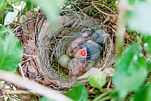 Two newly hatched chicks begging for food