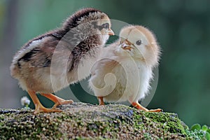 Two newly hatched chicks are looking for food in the moss-covered ground.