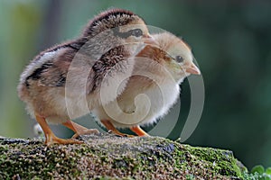 Two newly hatched chicks are looking for food in the moss-covered ground.