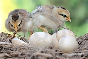 Two newly hatched chicks are in the nest.