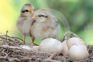 Two newly hatched chicks are in the nest.