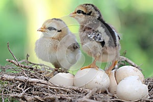 Two newly hatched chicks are in the nest.