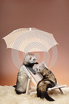 Two nice ferrets in studio posing with beach chair