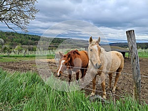 Two nice horses grazing with cloudy sky