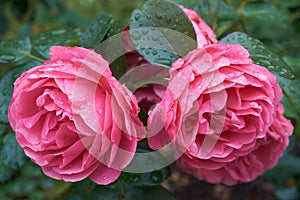 Two nice pink roses with raindrops