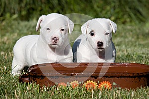 Two nice posing jack russel terrier