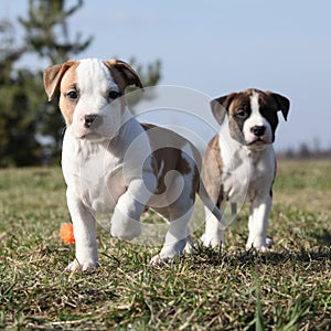 Due cuccioli da americano 