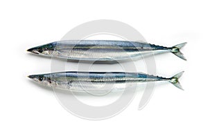 Two nice shaped Pacific saury Cololabis saira / mackerel pike /