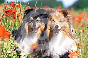 Two nice shetland sheepdog, little lassie dog sitting in the blooming red poppy slope field