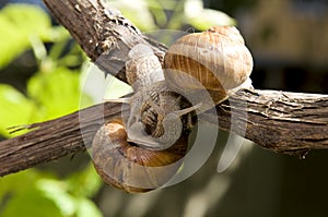 Two nice snails in a vine