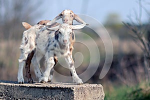 Two nice spotted goatlings plaing photo