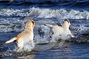Two nice sweet yellow labradors playing at the seashore