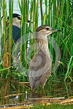 Adult night heron with a young bird standing in the water grass.