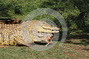 Two nile crocodiles Crocodylus niloticus are eating bird in the grass on the shore of lake with their heads and jaws close to