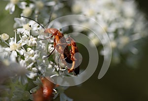 Two no brown soldier beetles sat on white small flowers. They are in lovemaking for the purpose of procreation