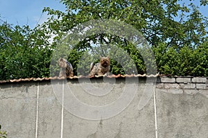 Two no name lap-dogs are sitting on a high fence and barking at