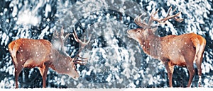 Two noble deer male against in winter snow forest. Artistic winter landscape. Christmas image. Winter wonderland