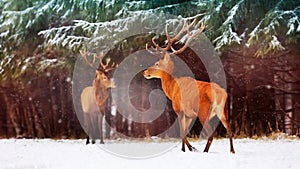 Two noble deer males against the background of a beautiful winter snow forest. Artistic winter landscape. Christmas image.