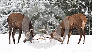 Two noble deer males against the background of a beautiful winter snow forest. Natural winter landscape