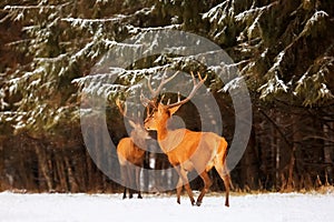 Two noble deer males against the background of a beautiful winter snow forest. Natural winter landscape. Christmas image. Selecti