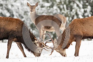 Two noble deer males and female in the winter snow forest. Natural winter landscape.