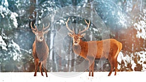 Two noble deer males with females against the background of a beautiful winter snow forest. Artistic winter landscape.