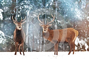 Two noble deer males with females against the background of a beautiful winter snow forest. Artistic winter landscape.