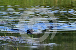 Two North American River Otters swimming along a river