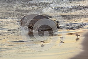Two northern elephant seal pups on the beach