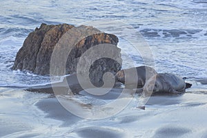 Two northern elephant seal pups on the beach